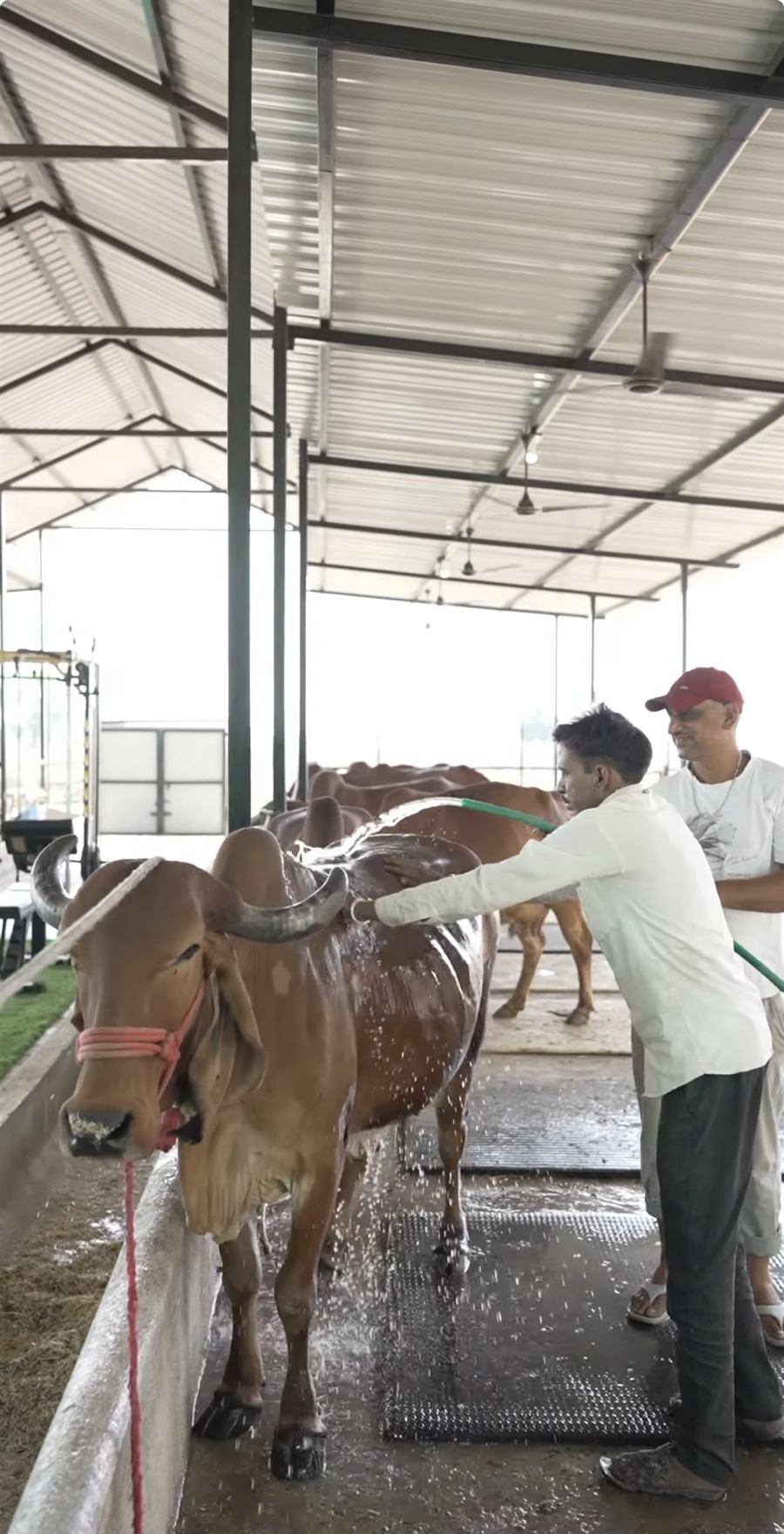 Farm hands washing a Gir cow before milking