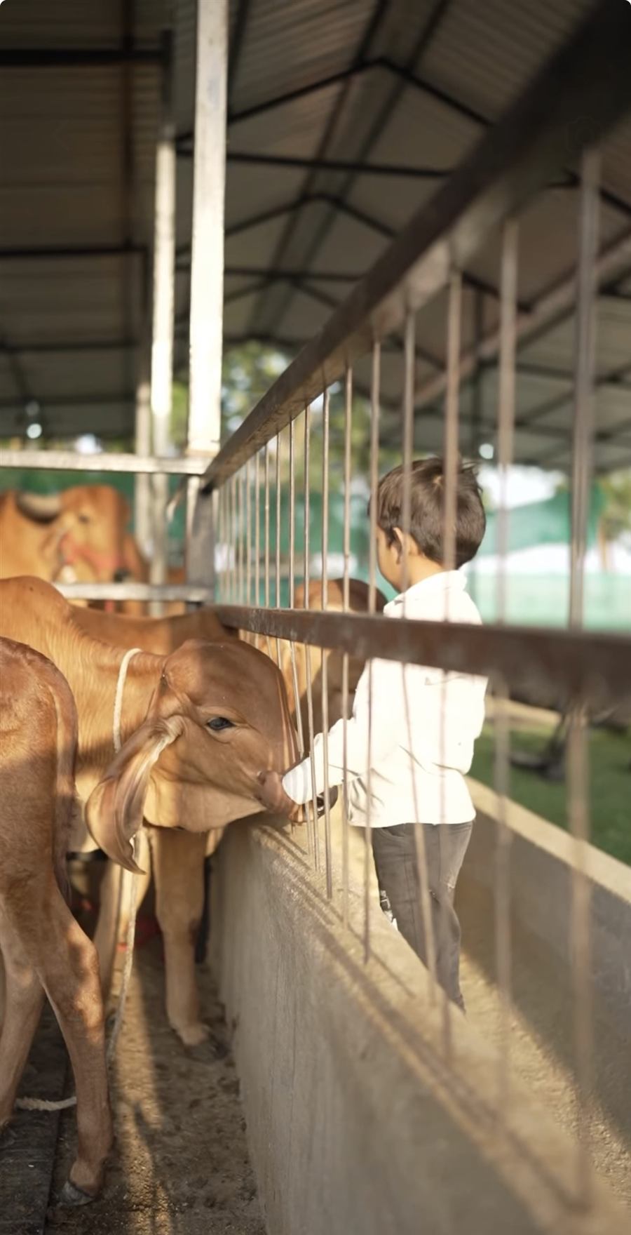 A child bottle-feeding a Gir calf at the farm