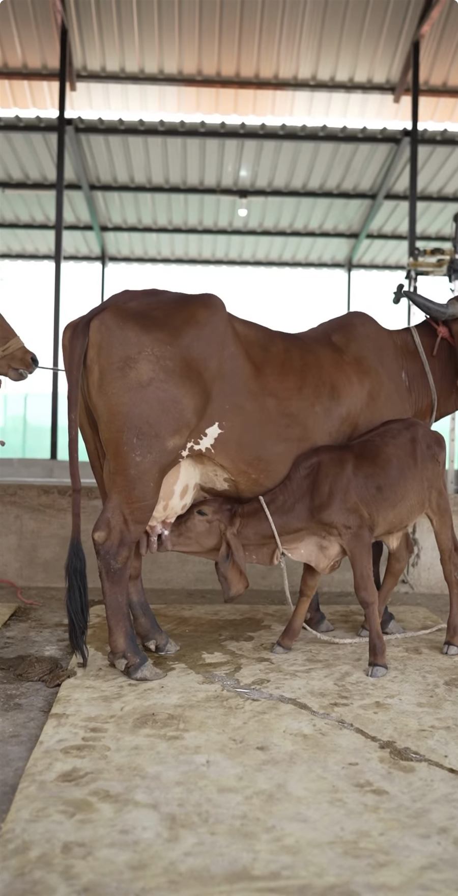 A Gir calf nursing at Mewad Gir Farms