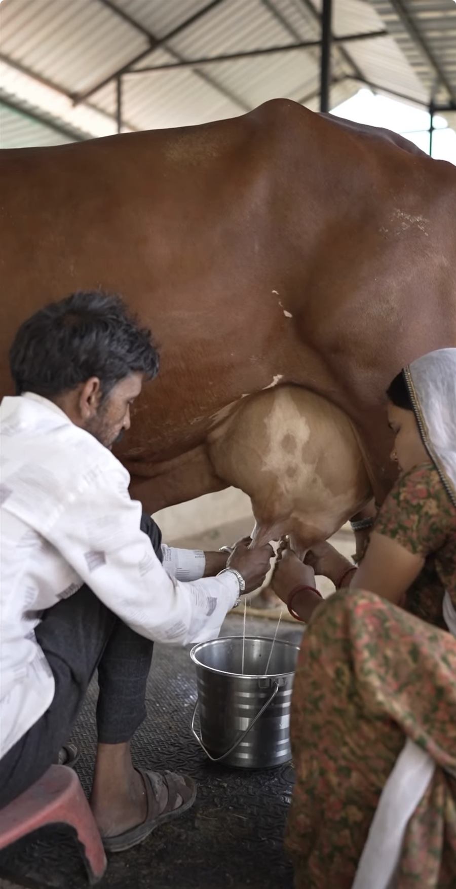 Hand-milking a Gir cow the traditional way