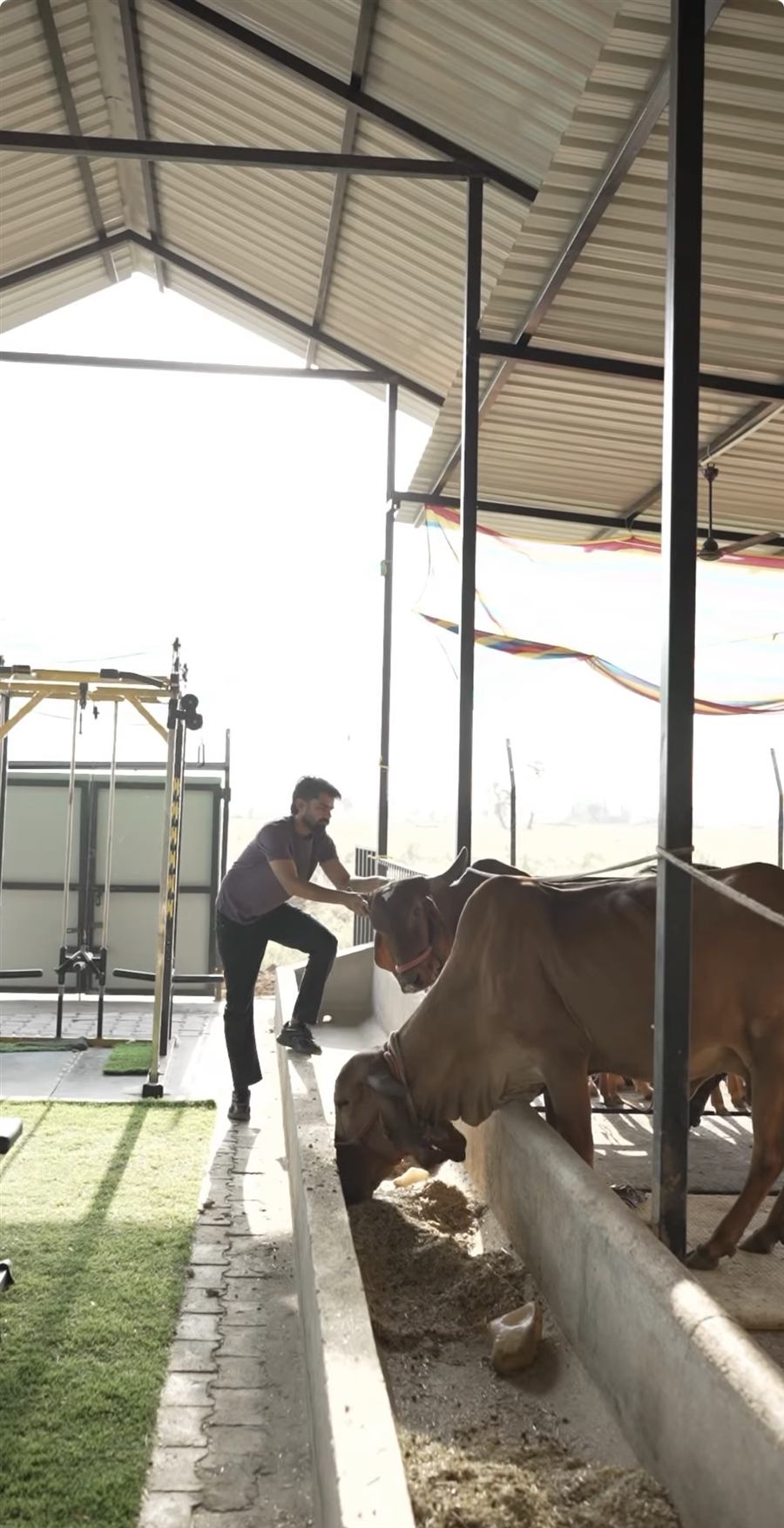 Greeting the Gir cows at the feed trough, Mewad Gir Farms