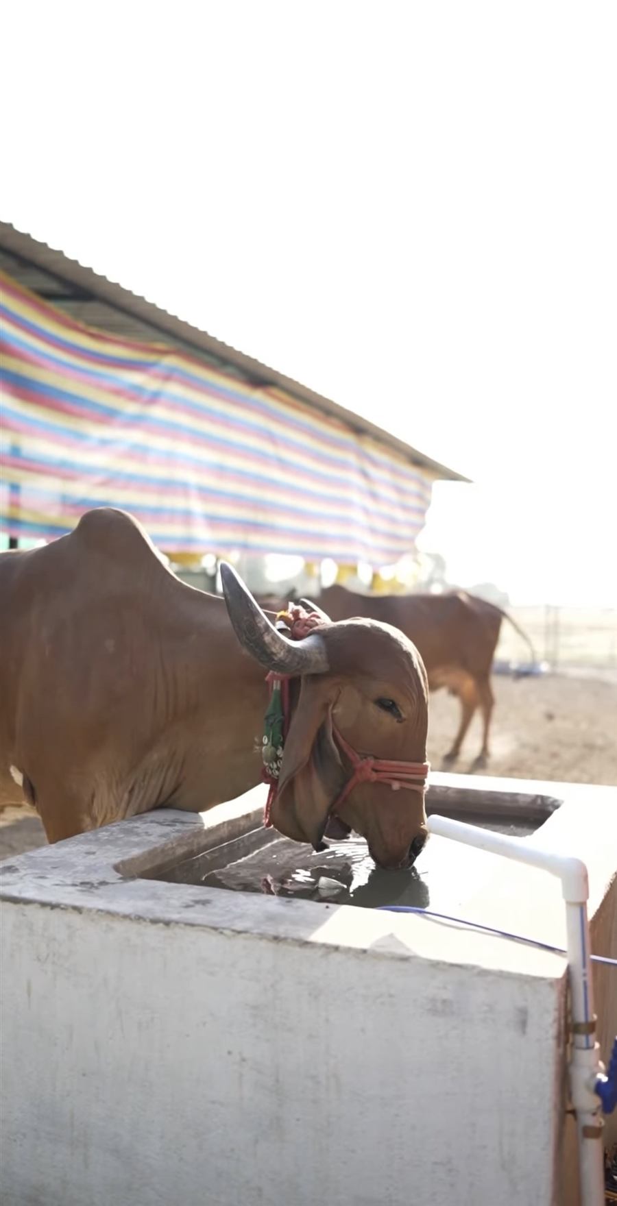A Gir cow drinking water at Mewad Gir Farms