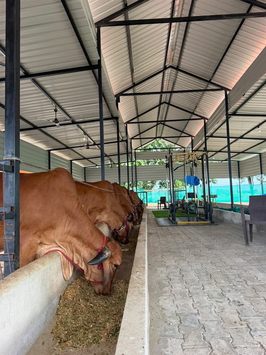 Gir cows feeding together at the farm