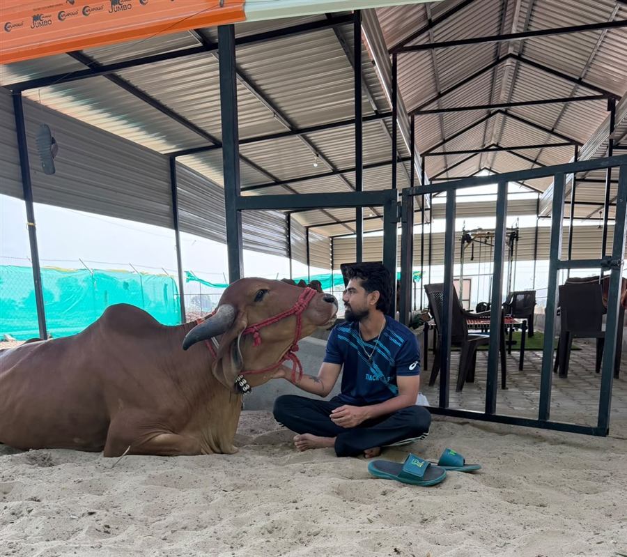 A farm caretaker sitting with a resting Gir cow